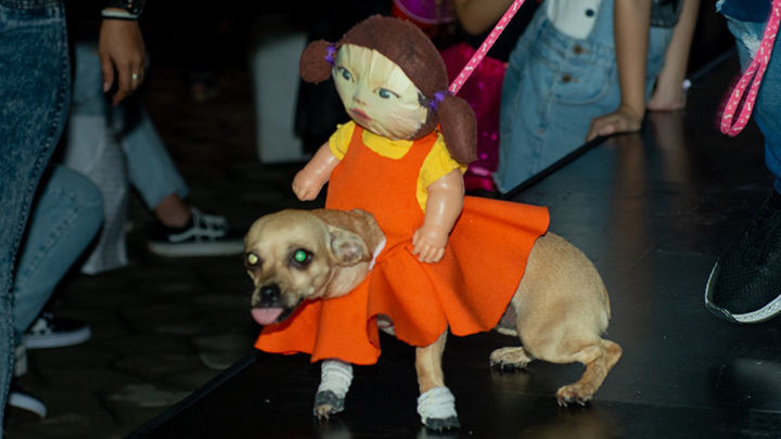 Mía, muñeca del Calamar. Categoría: Mascotas. Segundo Lugar.