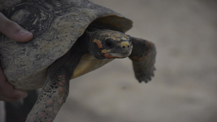 Tienen más de 20 tortugas. Algunas terrestres y otras acuáticas. / Foto: Pablo Castillo / La Opinión 