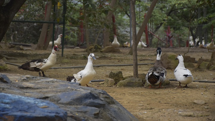 Patos en la zona de la granja. / Foto: Pablo Castillo / La Opinión