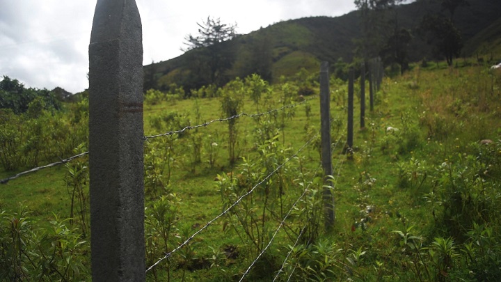 Los postes son resistentes al ataque de termitas, comején, gusanos, entre otros insectos. Aceptan puntillas, grapas  y tornillos. / Foto: Pablo Castillo / La Opinión 