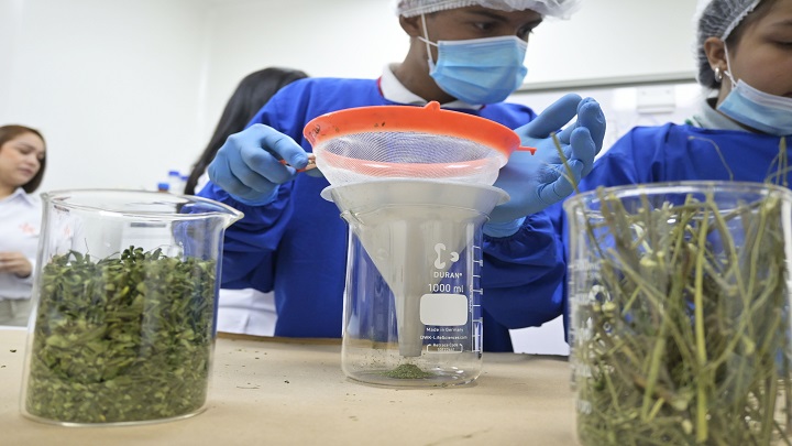 Después de triturada la moringa, se cuela para que quede totalmente en polvo. / Foto: Jorge Gutiérrez / La Opinión 