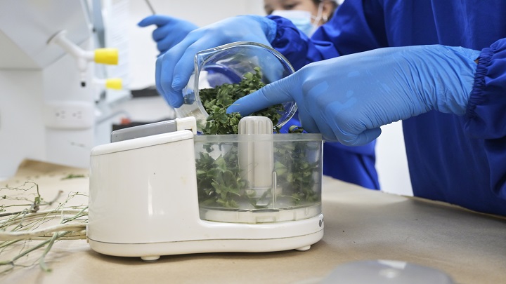 La moringa se tritura en un molinillo. / Foto: Jorge Gutiérrez / La Opinión 