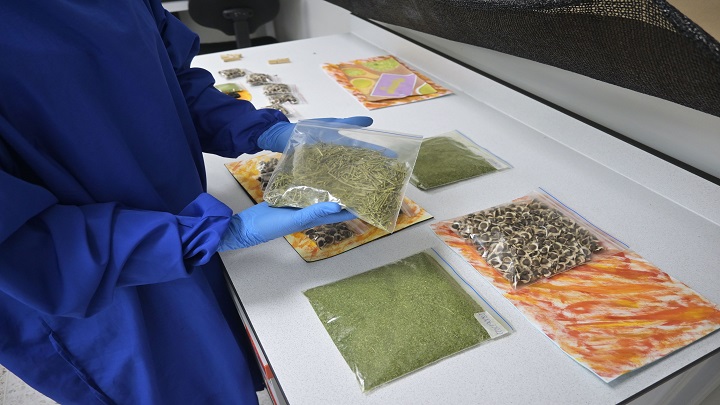 Con la moringa también se pueden hacer aceites y usarse para productos cosméticos. / Foto: Jorge Gutiérrez / La Opinión 