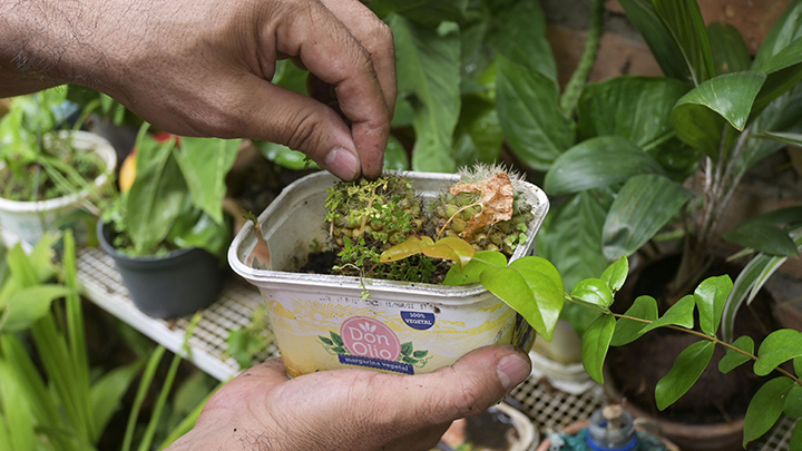 En cualquier recipiente reciclable siembra una nueva planta./Foto: Jorge Gutiérrez - La Opinión