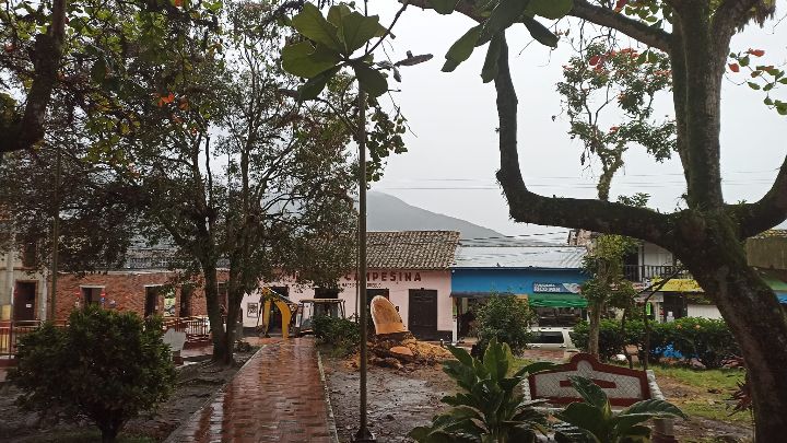 Los árboles tipo pino estaban ubicado en la parte inferior del parque principal.