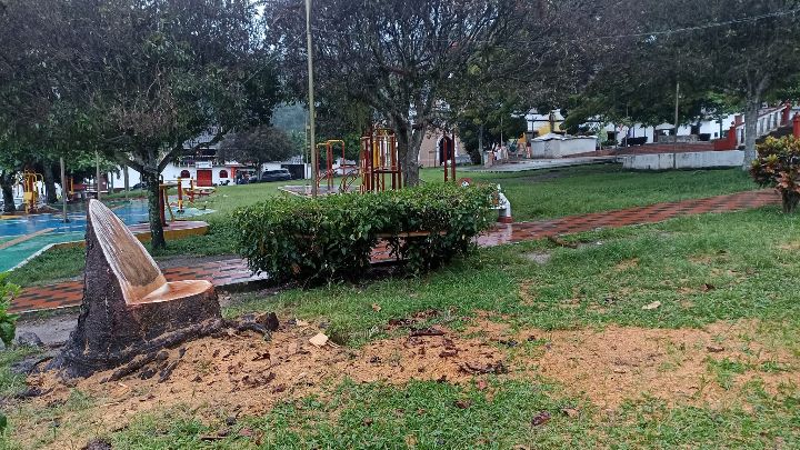 La comunidad reportó la tala de los árboles como un 'arboricidio'.