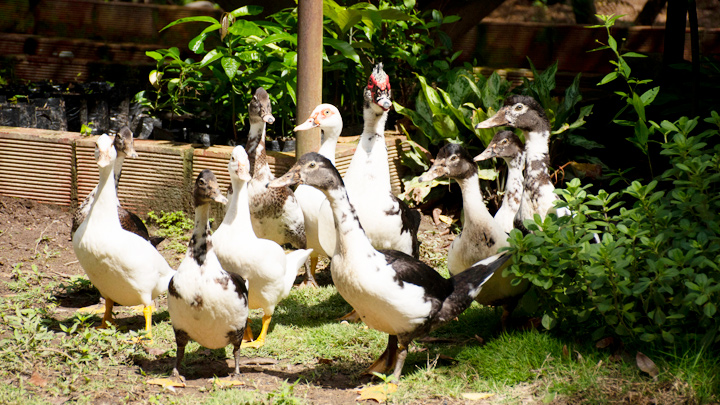 También cuidan la fauna. (Foto: La Opinión)