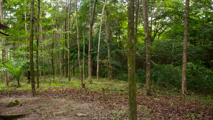 Cuidado de los bosques alrededor. (Foto: La Opinión)