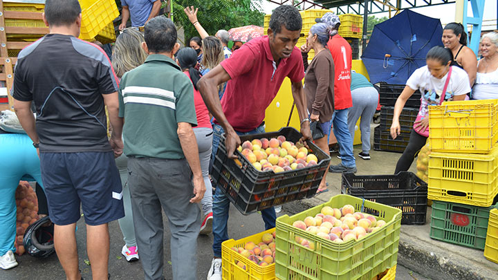 El durazno fue cultivado en Bábega, un corregimiento de Silos. 