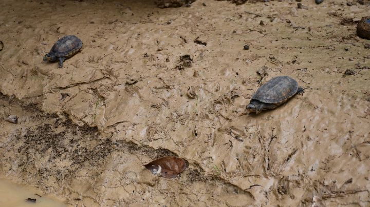 Las tortugas 'cajitas' crecen lentamente. / Foto: Cortesía / La Opinión 