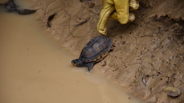 Las tortugas ‘cajitas’ fueron liberadas en un  charco de agua en medio del bosque. Se caracterizan por su tamaño pequeño, con el caparazón alto y estrecho.  / Foto: Cortesía 