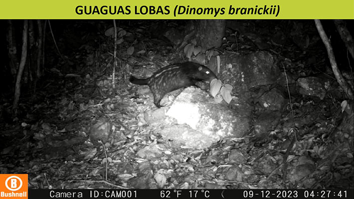 Especies captadas con las cámaras trampa.  Foto: Cortesía