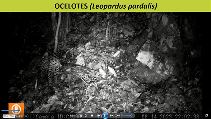 Especies captadas con las cámaras trampa.  Foto: Cortesía
