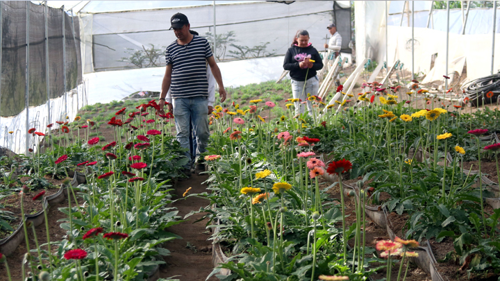 Las flores crecen en invernaderos ubicados cerca al casco urbano. 