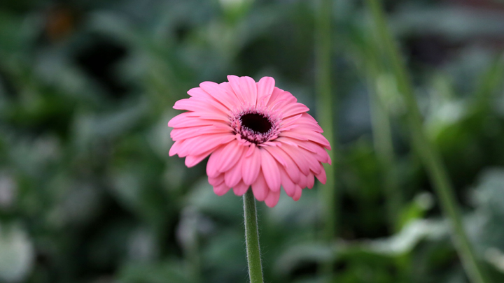 Cultivo de Gerberas./Foto: Carlos Eduardo Ramírez - La Opinión 