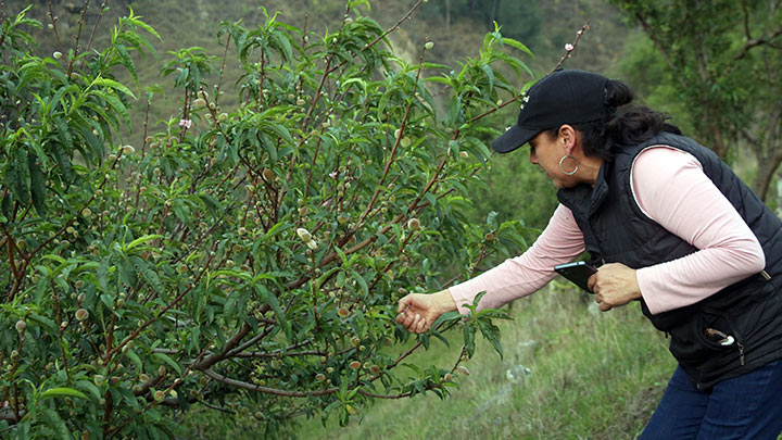 Ruta agroturística en Hacienda Carrillo Don Alonso. / Foto: Carlos Eduardo Ramírez-La Opinión