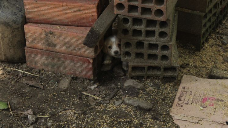 Los animales también fueron víctimas de esta emergencia. Varios seres sintientes fueron arrastrados por la corriente del río. / Foto: Carlos Eduardo Ramírez / La Opinión 
