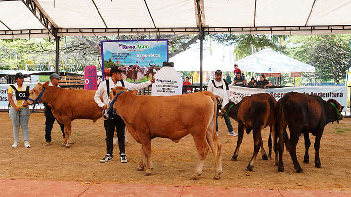 La feria contó con una actividad de juzgamiento, para seleccionar a los mejores ejemplares./ Foto Cortesía