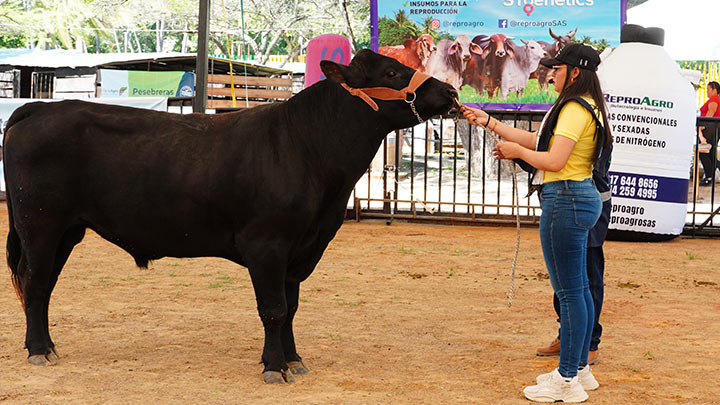 500 ejemplares fueron expuestos para el juzgamiento. / Foto Cortesía
