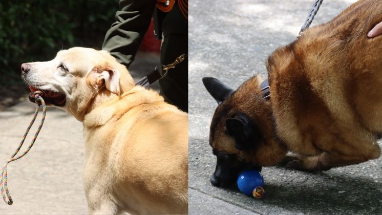 Nika y Estrella esperan ser adoptadas