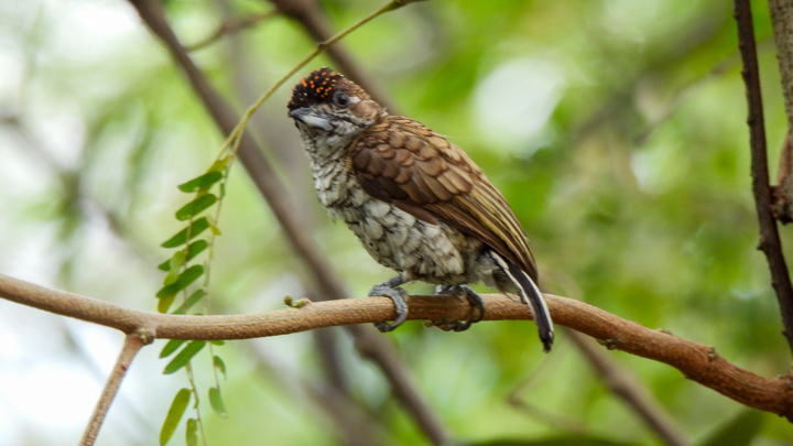 La jornada ofrece cuatro experiencias: avistamiento de aves guiado por expertos
