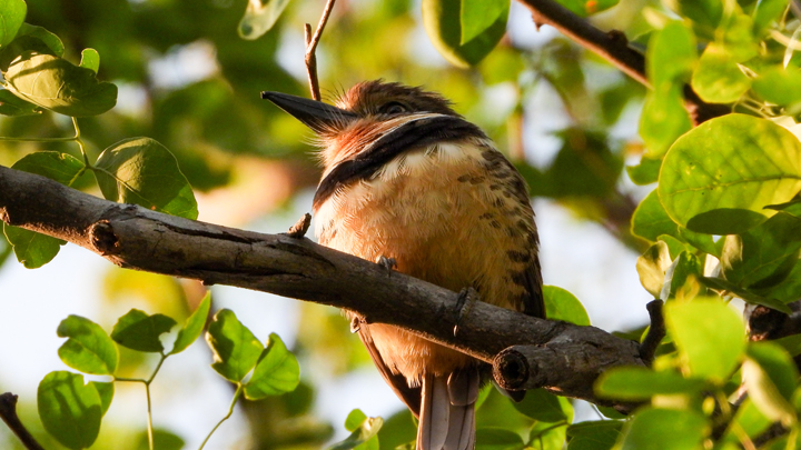 El Parque de Vida Los Olivos llega a 86 especies de aves registradas y se prepara para su segundo October Big Day