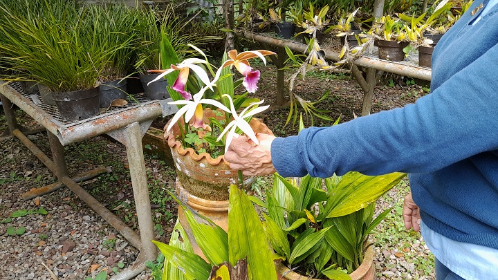  Al menos 20 tipos de orquídeas se han extinguido en Venezuela. Foto Anggy Polanco / La Opinión 