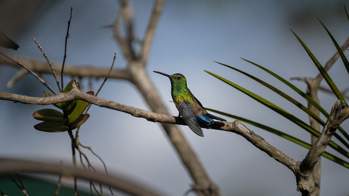 Caracas, el 'Eden' de los colibríes ./AFP