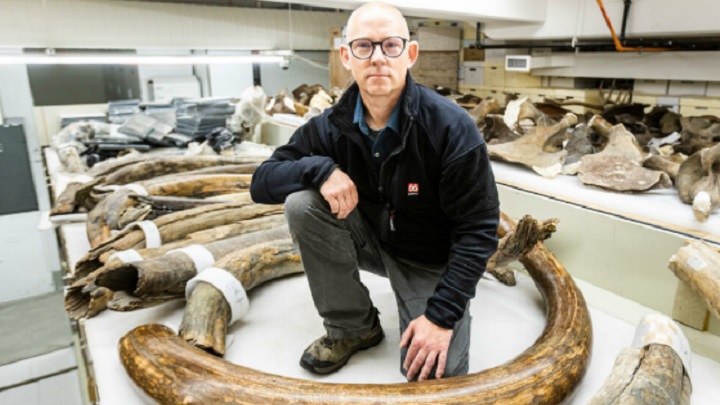 Los investigadores seleccionaron los colmillos de un mamut lanudo macho que vivió al final del último periodo glaciar./Foto AFP