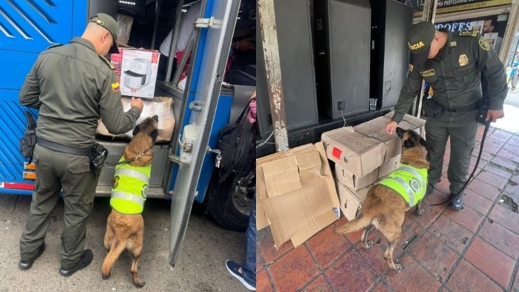 Nika, especialista en detección de sustancias ilícitas