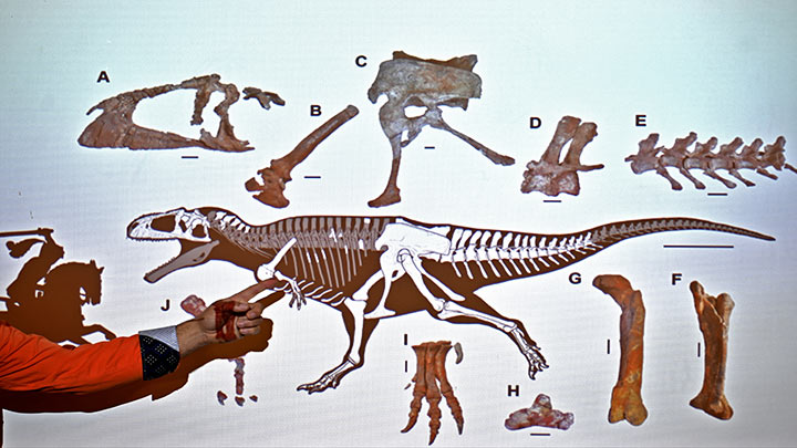 Descubrimiento de dinosaurio.