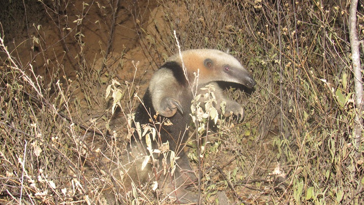 Tamandua mexicana