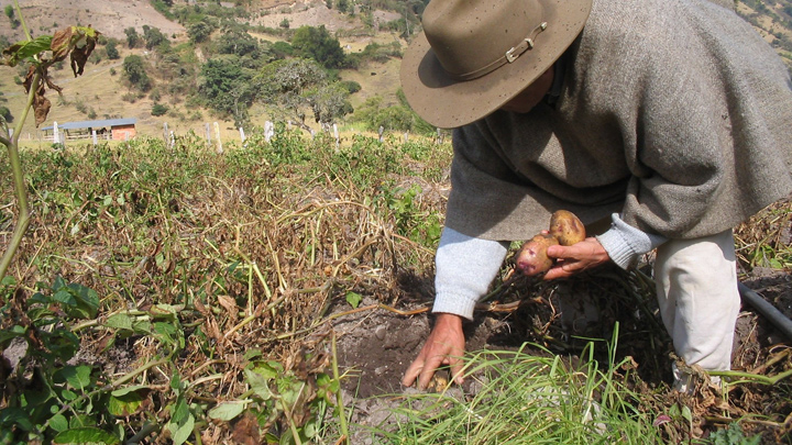 Campesinos