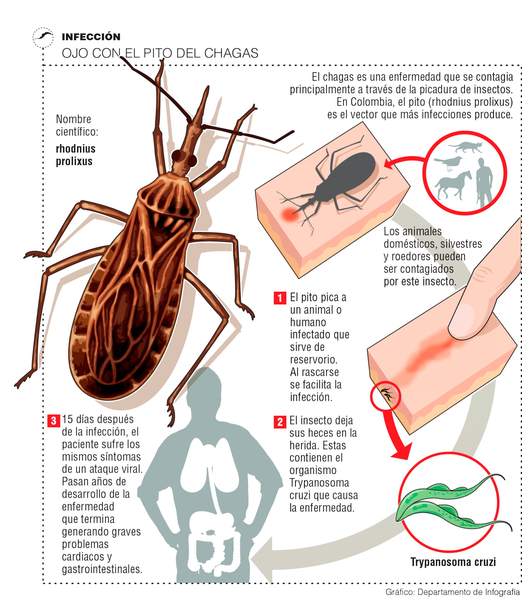 La enfermedad de chagas puede ser asintomática./Foto: ElColombiano
