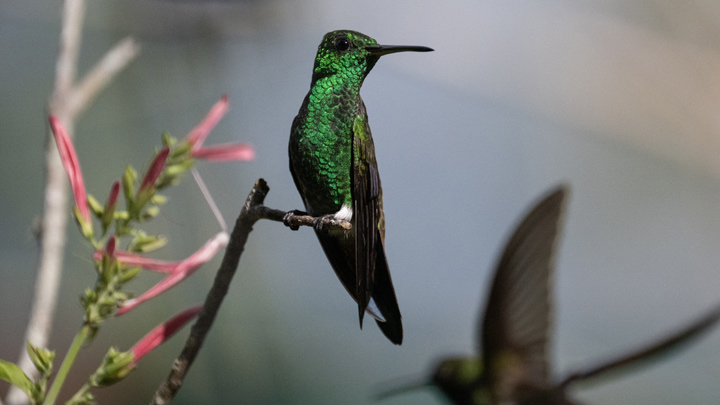 Caracas, el 'Eden' de los colibríes ./AFP
