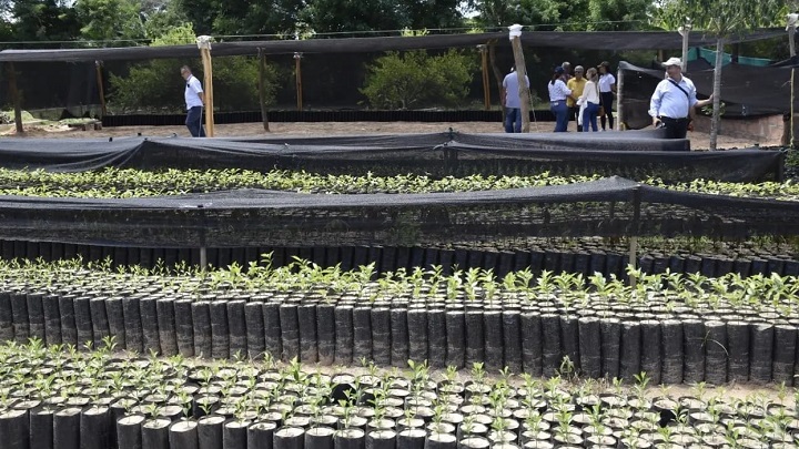 Convertirán las fincas en bosques en Norte de Santander./Foto: cortesía
