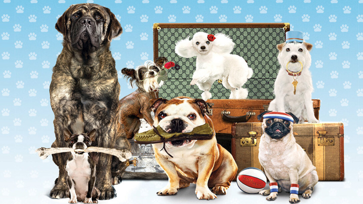 Hotel para perros