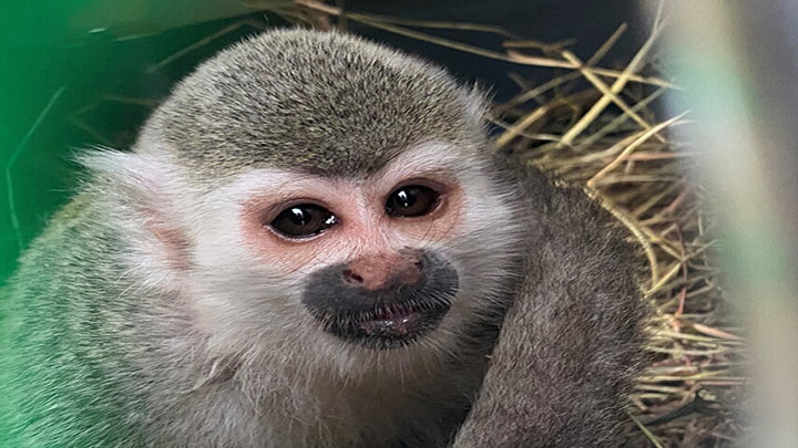Mono silvestre