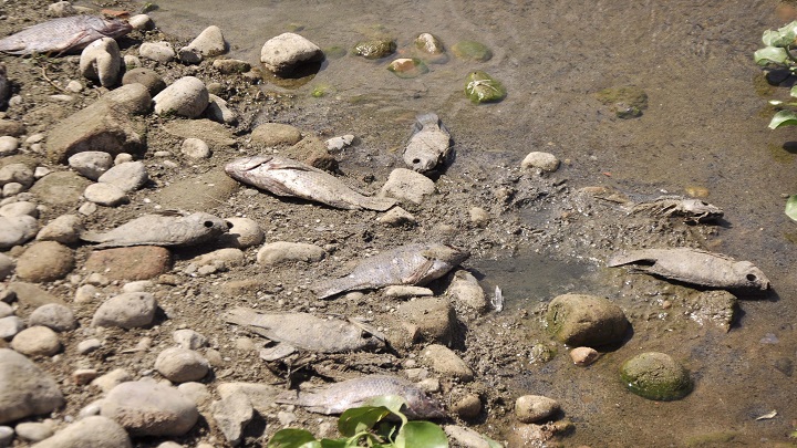 Mortandad de peces en el río Táchira por vertimientos industriales. Foto: La Opinión.