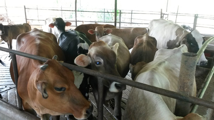 Vacas