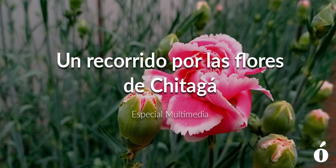 Las flores de Chitagá