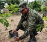 Ejército sembró 200 guayacanes para recuperar la ribera del río Pamplonita