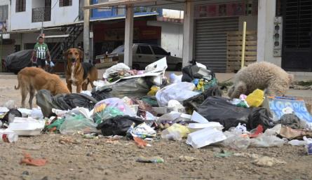 Animales requieren atención