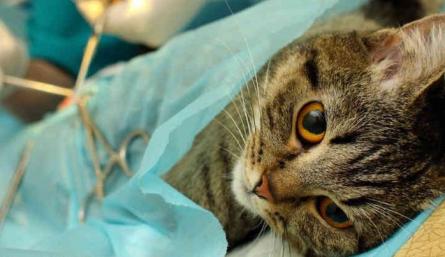 El año pasado se alcanzaron a atender cerca de 280 animales. / Foto: Cortesía / La Opinión 
