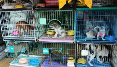 Los animales que se comercialicen deben estar ubicados en criaderos especiales./ Fotos: Cortesía 