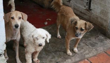 Centro de Bienestar Animal para Cúcuta, en la cuerda floja