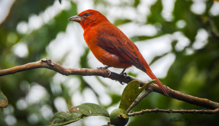 Aves migratorias pasan por Norte de Santander