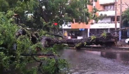 Árbol caído en la Avenida Cero.