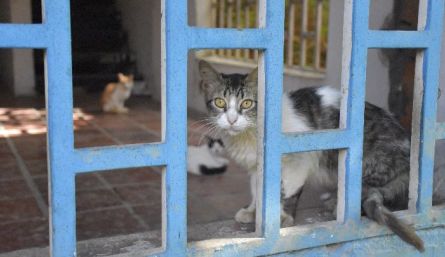 Según la Ley 5054 de 2020, mientras no se tenga un centro de bienestar animal público, el municipio deberá apoyar las labores de los refugios o fundaciones animales.