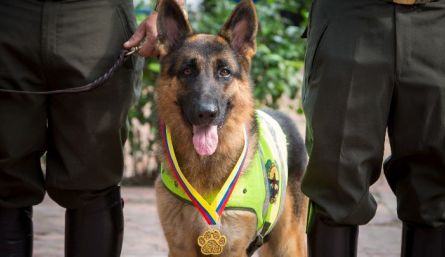 Homenajean perros policías de Cúcuta